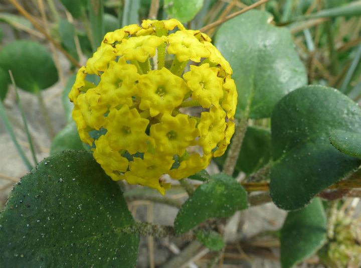 Sand Verbena